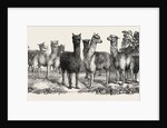 Alpacas, in the Knowsley Menagerie by Anonymous
