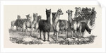 Alpacas, in the Knowsley Menagerie by Anonymous