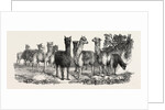 Alpacas, in the Knowsley Menagerie by Anonymous