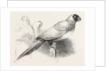 The Earl of Derby's Menagerie, at Knowsley, UK: Masked Parrot by Anonymous