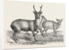 The Earl of Derby's Menagerie, at Knowsley, UK: Male and Female Hog Deer by Anonymous