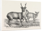 The Earl of Derby's Menagerie, at Knowsley, UK: Male and Female Hog Deer by Anonymous