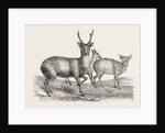 The Earl of Derby's Menagerie, at Knowsley, UK: Male and Female Hog Deer by Anonymous