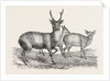 The Earl of Derby's Menagerie, at Knowsley, UK: Male and Female Hog Deer by Anonymous
