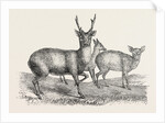 The Earl of Derby's Menagerie, at Knowsley, UK: Male and Female Hog Deer by Anonymous