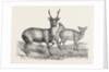 The Earl of Derby's Menagerie, at Knowsley, UK: Male and Female Hog Deer by Anonymous
