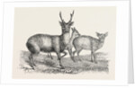 The Earl of Derby's Menagerie, at Knowsley, UK: Male and Female Hog Deer by Anonymous