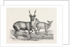 The Earl of Derby's Menagerie, at Knowsley, UK: Male and Female Hog Deer by Anonymous