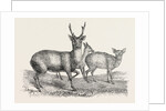 The Earl of Derby's Menagerie, at Knowsley, UK: Male and Female Hog Deer by Anonymous