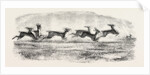 The Earl of Derby's Menagerie, at Knowsley, UK: Herd of Indian Antelopes by Anonymous
