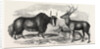 Sale of the Knowsley Menagerie: Yak and Bara Singha Deer (Male and Female) by Anonymous