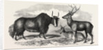 Sale of the Knowsley Menagerie: Yak and Bara Singha Deer (Male and Female) by Anonymous