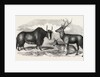 Sale of the Knowsley Menagerie: Yak and Bara Singha Deer (Male and Female) by Anonymous