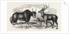 Sale of the Knowsley Menagerie: Yak and Bara Singha Deer (Male and Female) by Anonymous