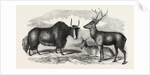 Sale of the Knowsley Menagerie: Yak and Bara Singha Deer (Male and Female) by Anonymous