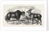Sale of the Knowsley Menagerie: Yak and Bara Singha Deer (Male and Female) by Anonymous