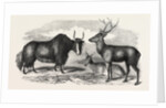 Sale of the Knowsley Menagerie: Yak and Bara Singha Deer (Male and Female) by Anonymous