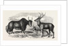 Sale of the Knowsley Menagerie: Yak and Bara Singha Deer (Male and Female) by Anonymous
