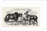 Sale of the Knowsley Menagerie: Yak and Bara Singha Deer (Male and Female) by Anonymous