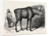 Sale of the Knowsley Menagerie: Elk by Anonymous