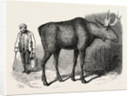 Sale of the Knowsley Menagerie: Elk by Anonymous
