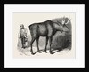 Sale of the Knowsley Menagerie: Elk by Anonymous