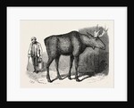 Sale of the Knowsley Menagerie: Elk by Anonymous