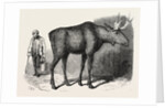 Sale of the Knowsley Menagerie: Elk by Anonymous