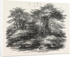 Cedars, at Chorley Wood House, Hertfordshire by Anonymous