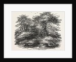 Cedars, at Chorley Wood House, Hertfordshire by Anonymous