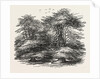 Cedars, at Chorley Wood House, Hertfordshire by Anonymous