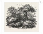 Cedars, at Chorley Wood House, Hertfordshire by Anonymous