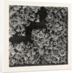 Table Cover by Anonymous