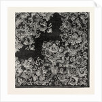 Table Cover by Anonymous