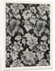 Damask Pattern, Oadley and Co., Halifax by Anonymous