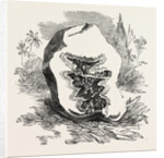 Section of Darjeeling Potato Affected with the Rot by Anonymous