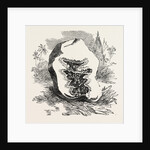 Section of Darjeeling Potato Affected with the Rot by Anonymous