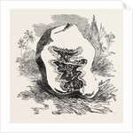 Section of Darjeeling Potato Affected with the Rot by Anonymous