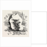 Section of Darjeeling Potato Affected with the Rot by Anonymous