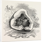 Section of Darjeeling Potato Affected with the Rot by Anonymous