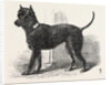Terrier (Life-Size), in the Great Exhibition, London by Anonymous