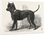 Terrier (Life-Size), in the Great Exhibition, London by Anonymous
