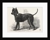 Terrier (Life-Size), in the Great Exhibition, London by Anonymous