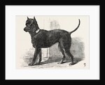 Terrier (Life-Size), in the Great Exhibition, London by Anonymous