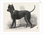 Terrier (Life-Size), in the Great Exhibition, London by Anonymous