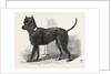 Terrier (Life-Size), in the Great Exhibition, London by Anonymous