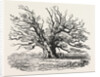 The Fairlop Oak in Hainault Forest, Sixty Years Since by Anonymous