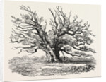 The Fairlop Oak in Hainault Forest, Sixty Years Since by Anonymous