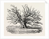 The Fairlop Oak in Hainault Forest, Sixty Years Since by Anonymous