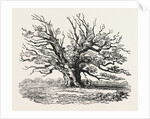 The Fairlop Oak in Hainault Forest, Sixty Years Since by Anonymous